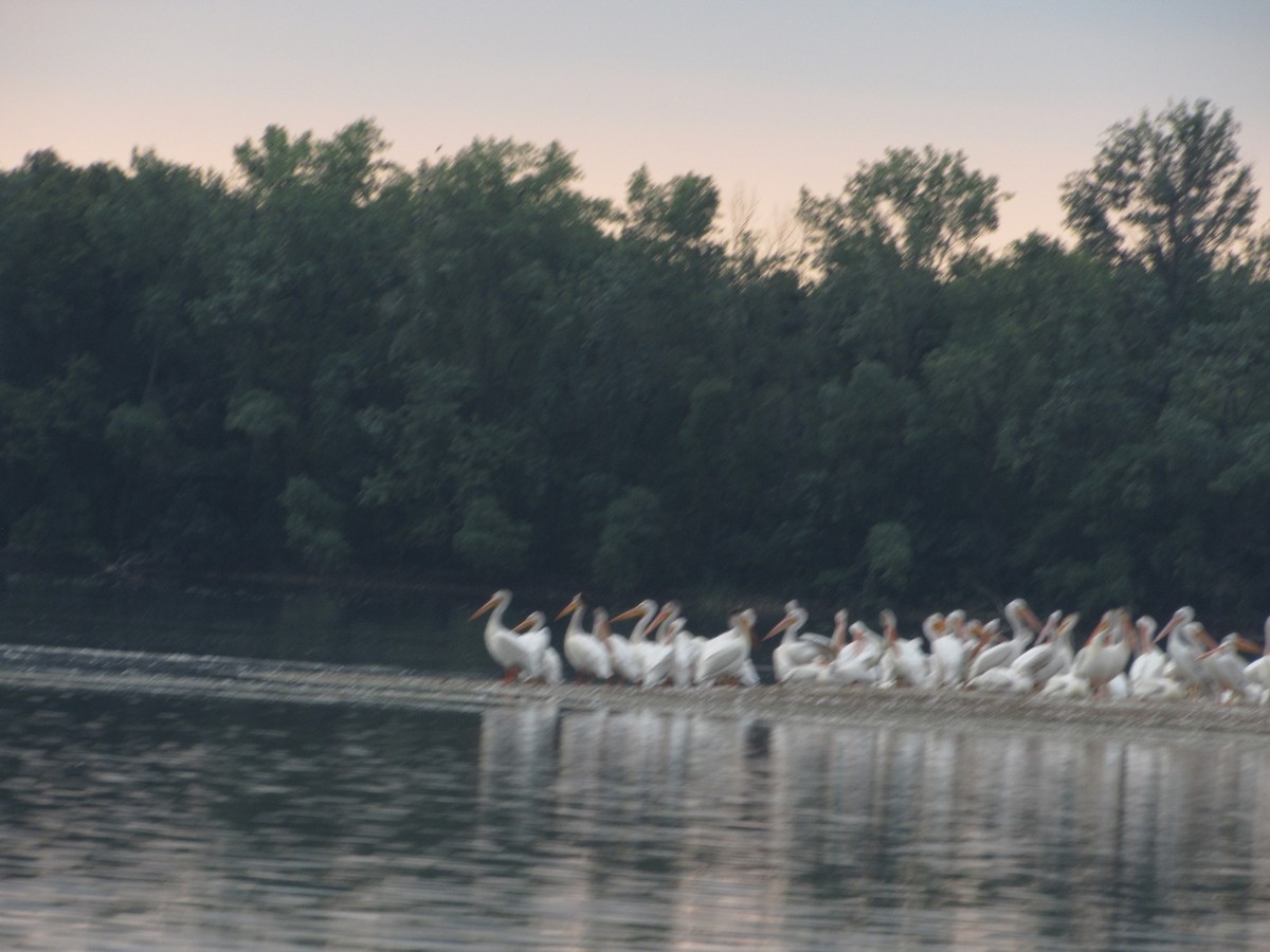 American White Pelican - Justin Leahy