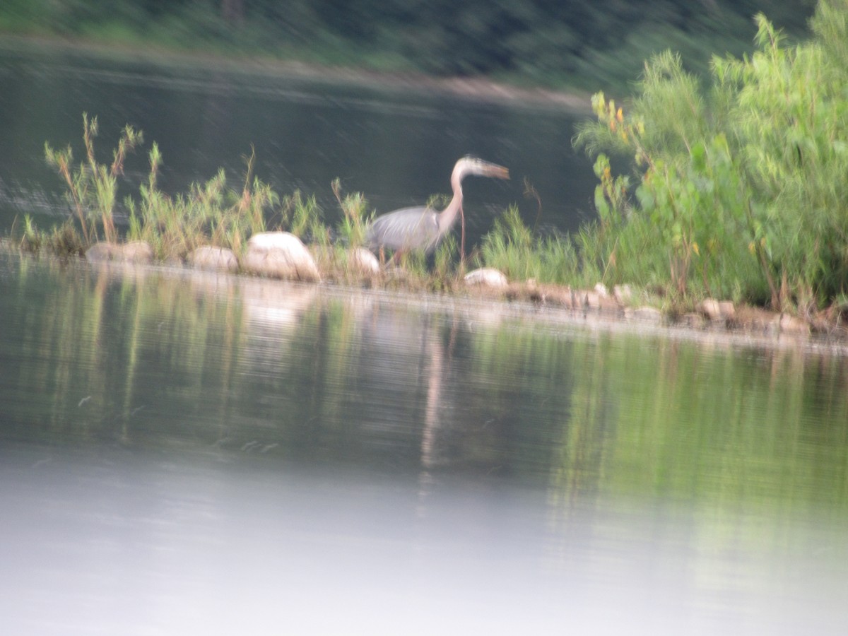 Great Blue Heron - ML518665511