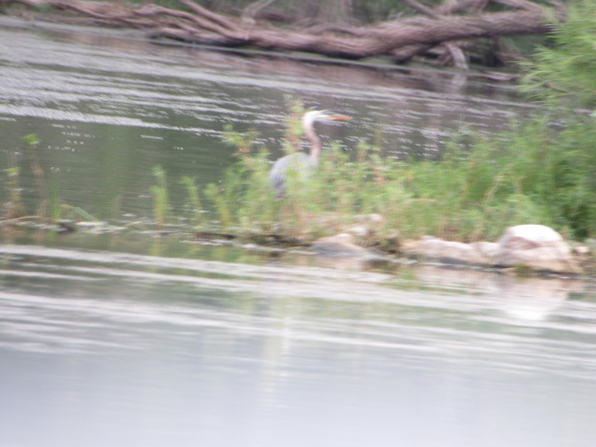 Great Blue Heron - Justin Leahy