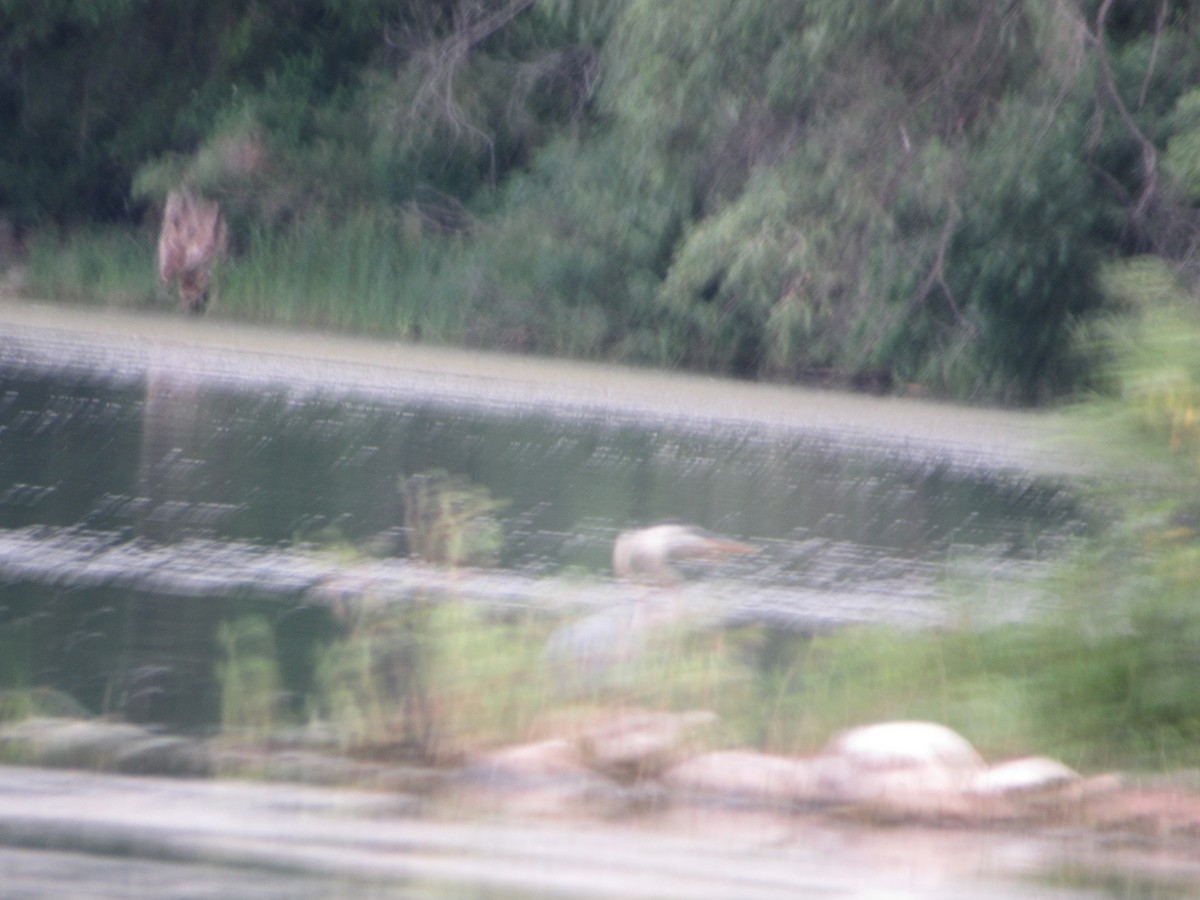 Great Blue Heron - ML518665541