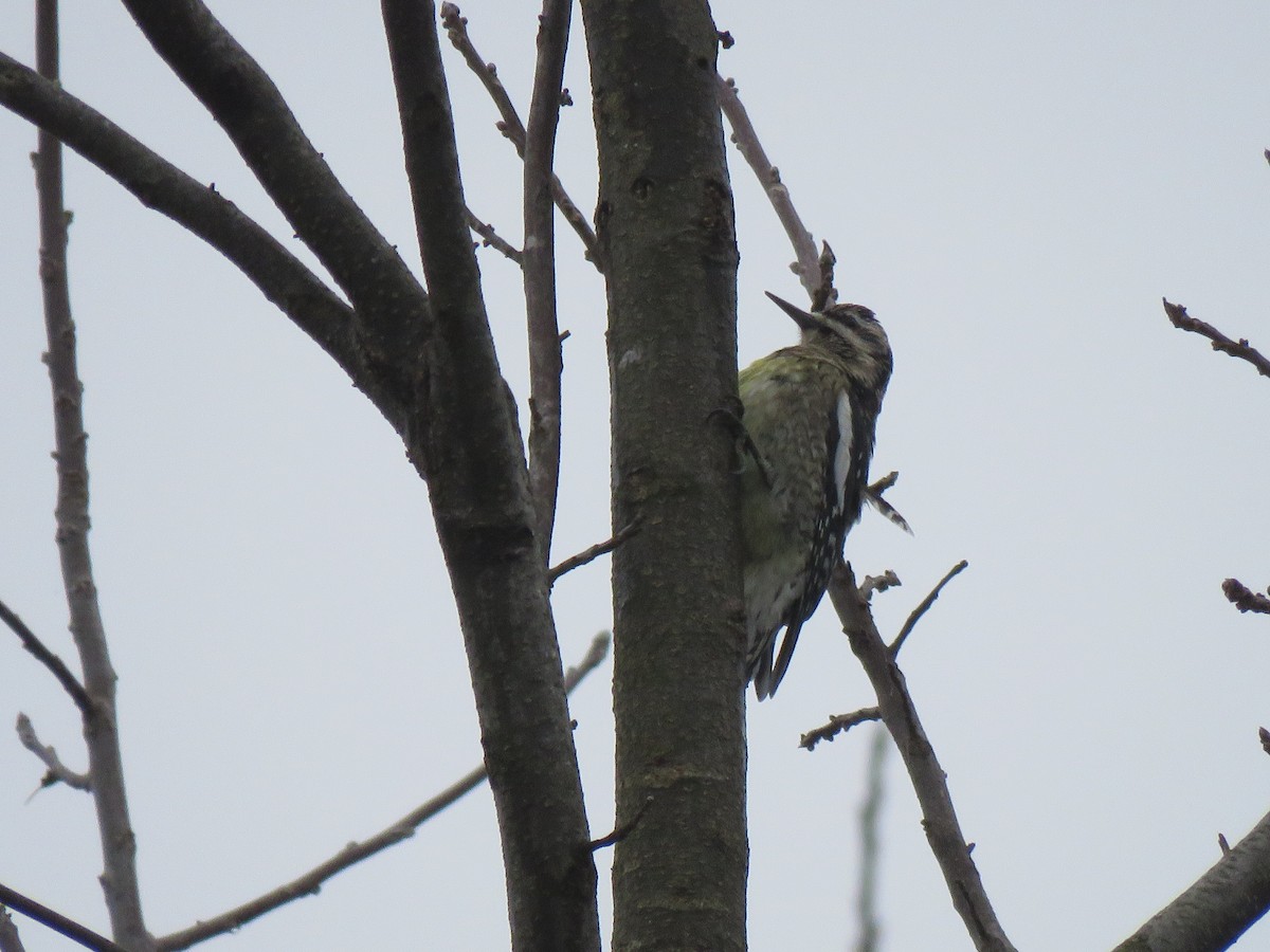 Yellow-bellied Sapsucker - ML518665721