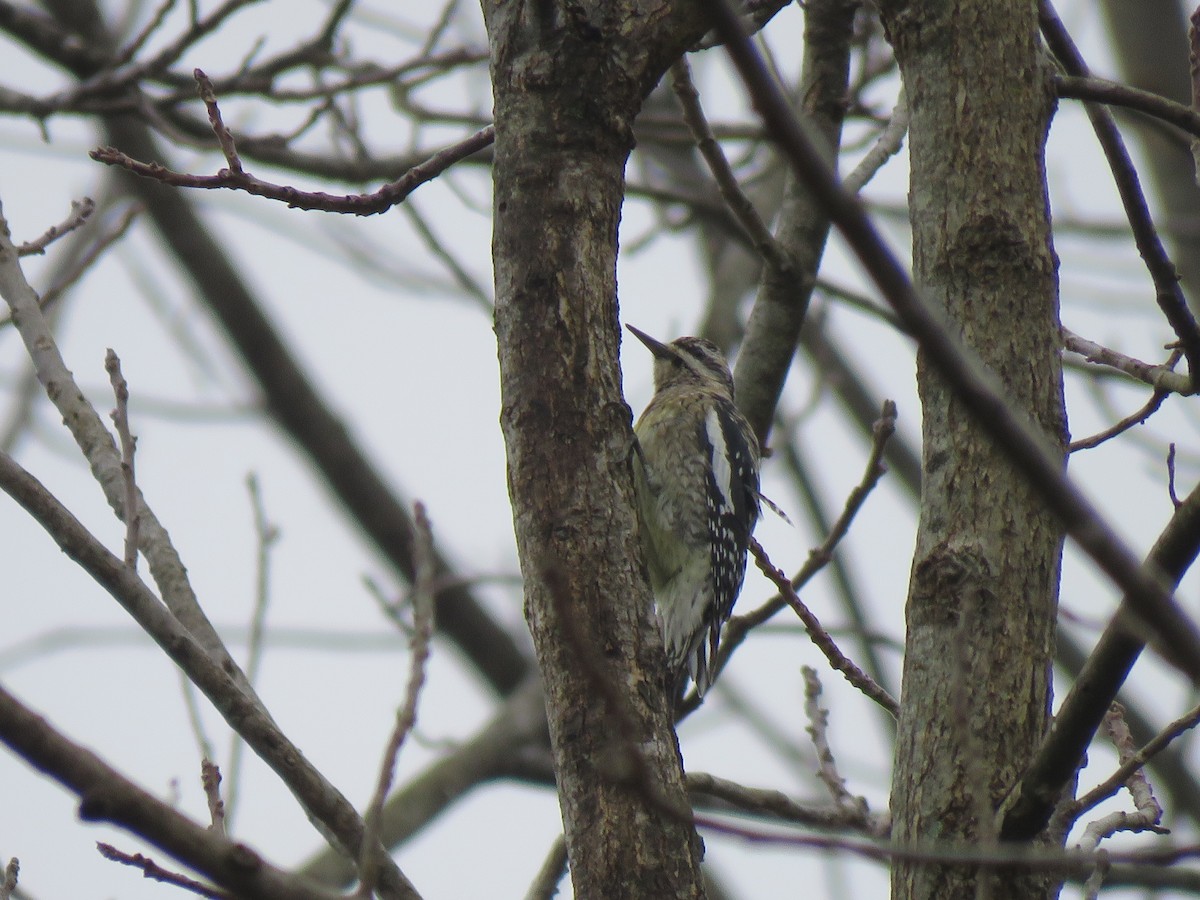 Yellow-bellied Sapsucker - ML518665821