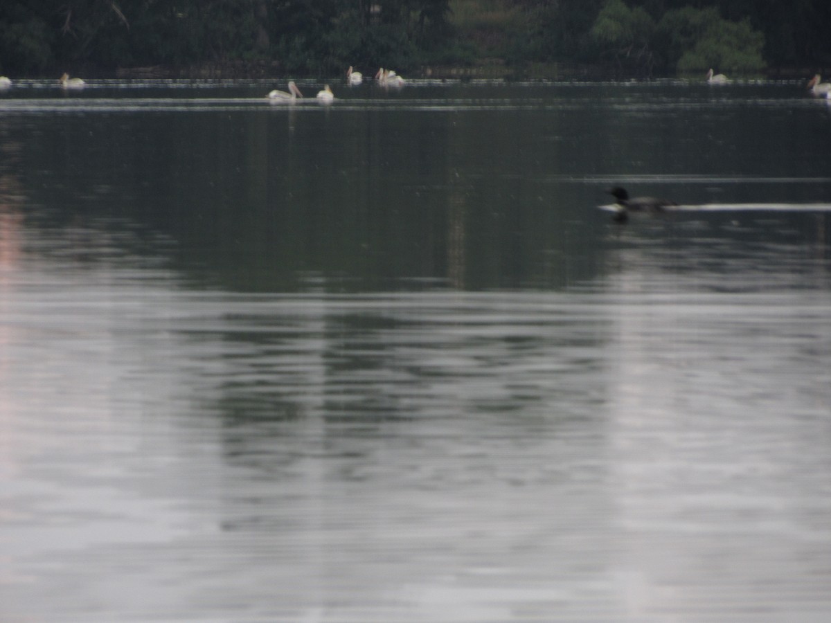 Common Loon - Justin Leahy