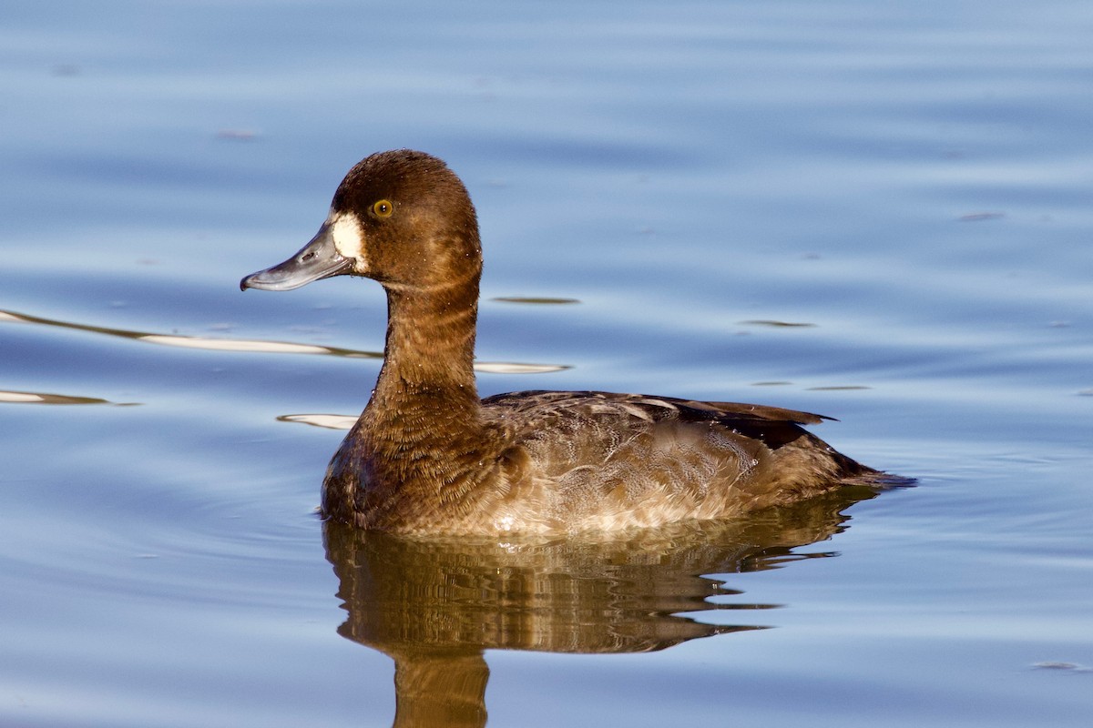 Lesser Scaup - Lisa Farrell