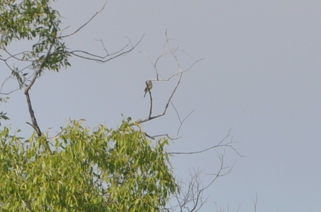 Alder Flycatcher - ML51866661