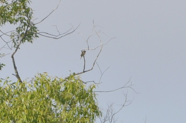 Alder Flycatcher - ML51866681