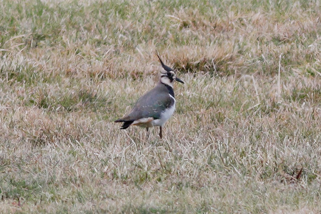 Northern Lapwing - Gary Jarvis