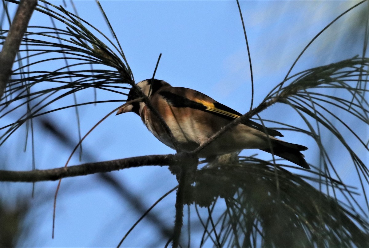 European Goldfinch - ML518667961