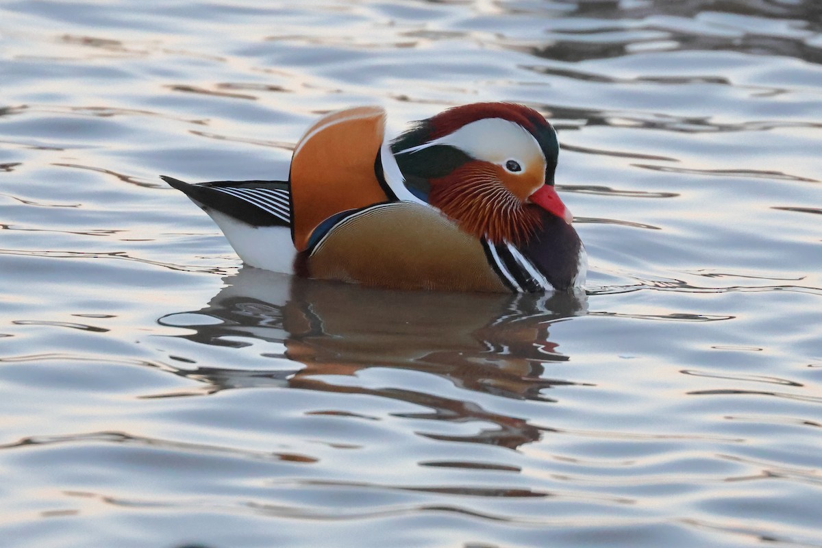 Mandarin Duck - ML518669941