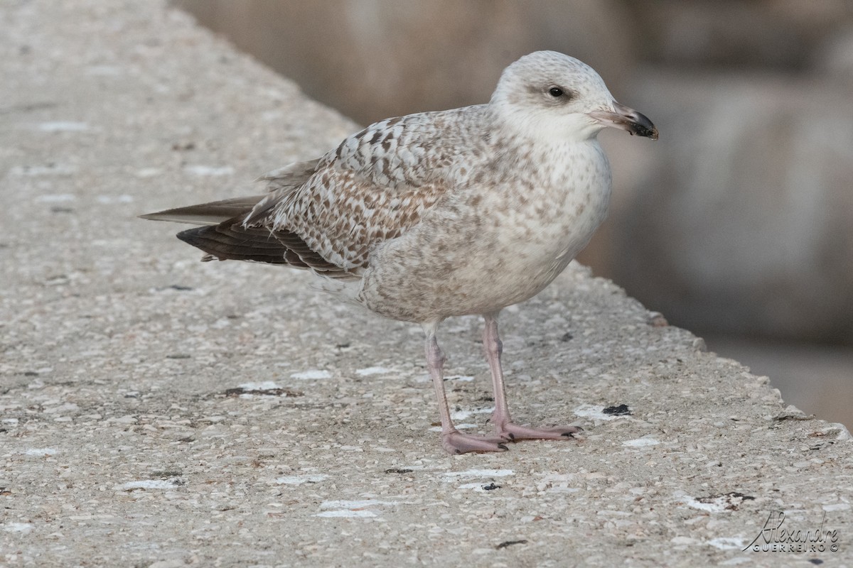 Goéland argenté - ML518670471