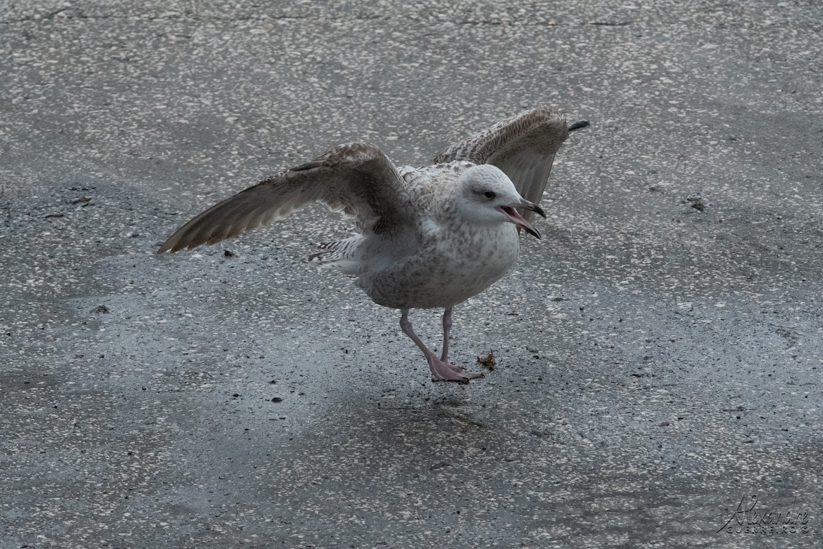 Herring Gull - ML518670501