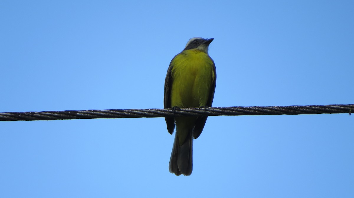 Rusty-margined/Social Flycatcher - Maxime Aubert