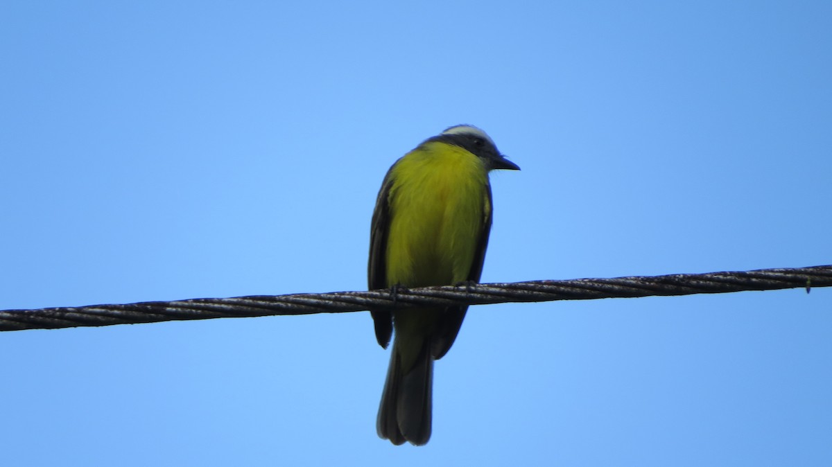 Rusty-margined/Social Flycatcher - ML518670891