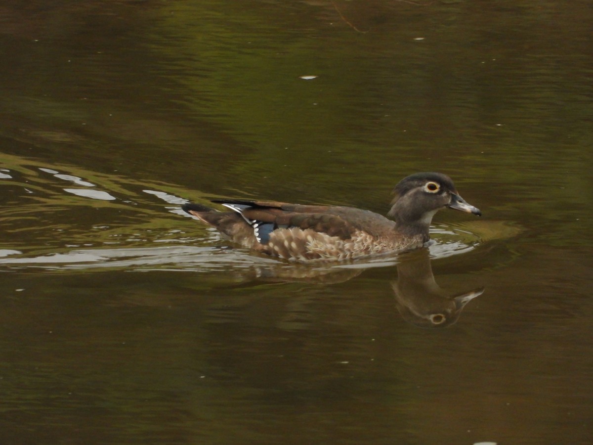 Wood Duck - ML518671621