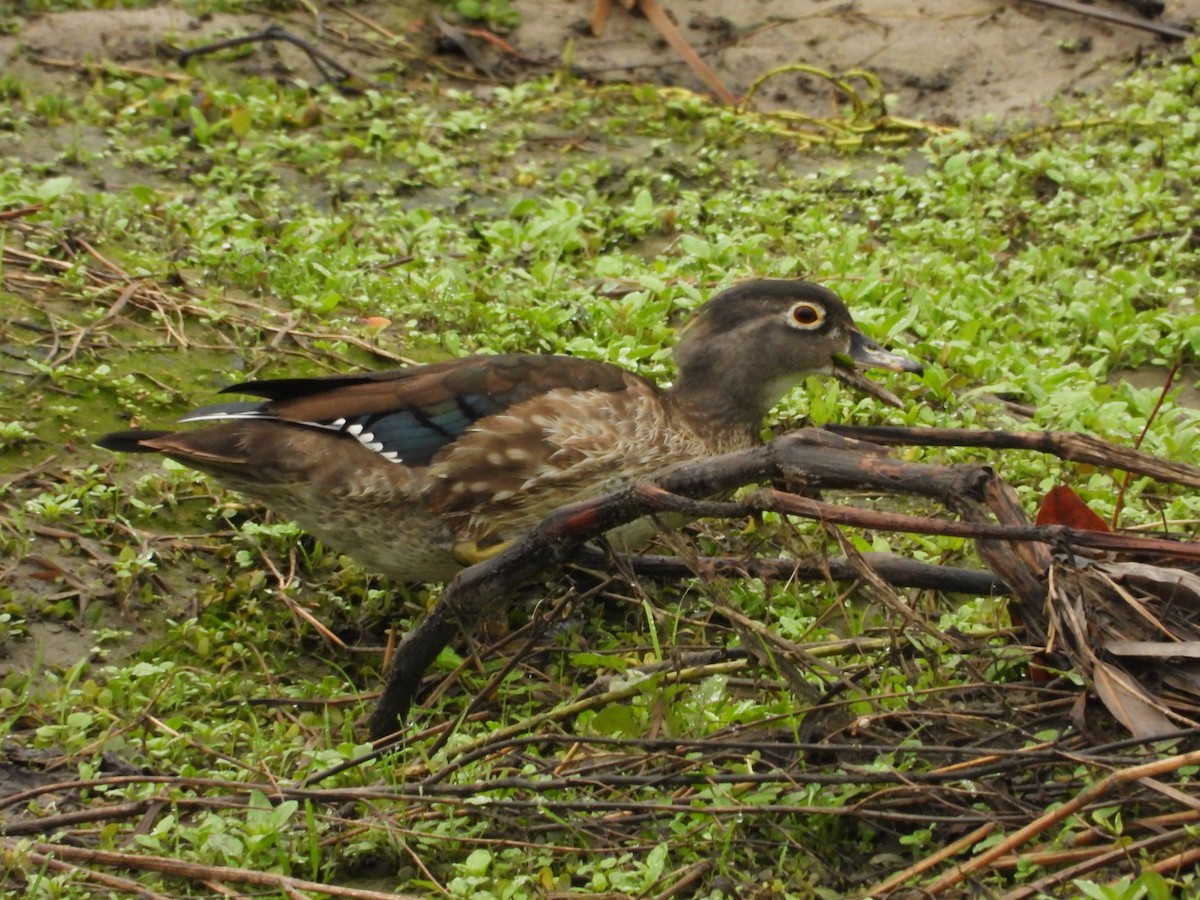 Wood Duck - ML518671631