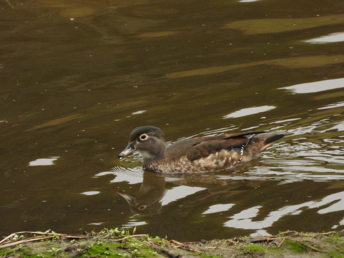 Wood Duck - ML518671641