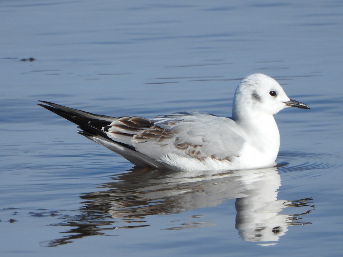 Mouette de Bonaparte - ML518672171