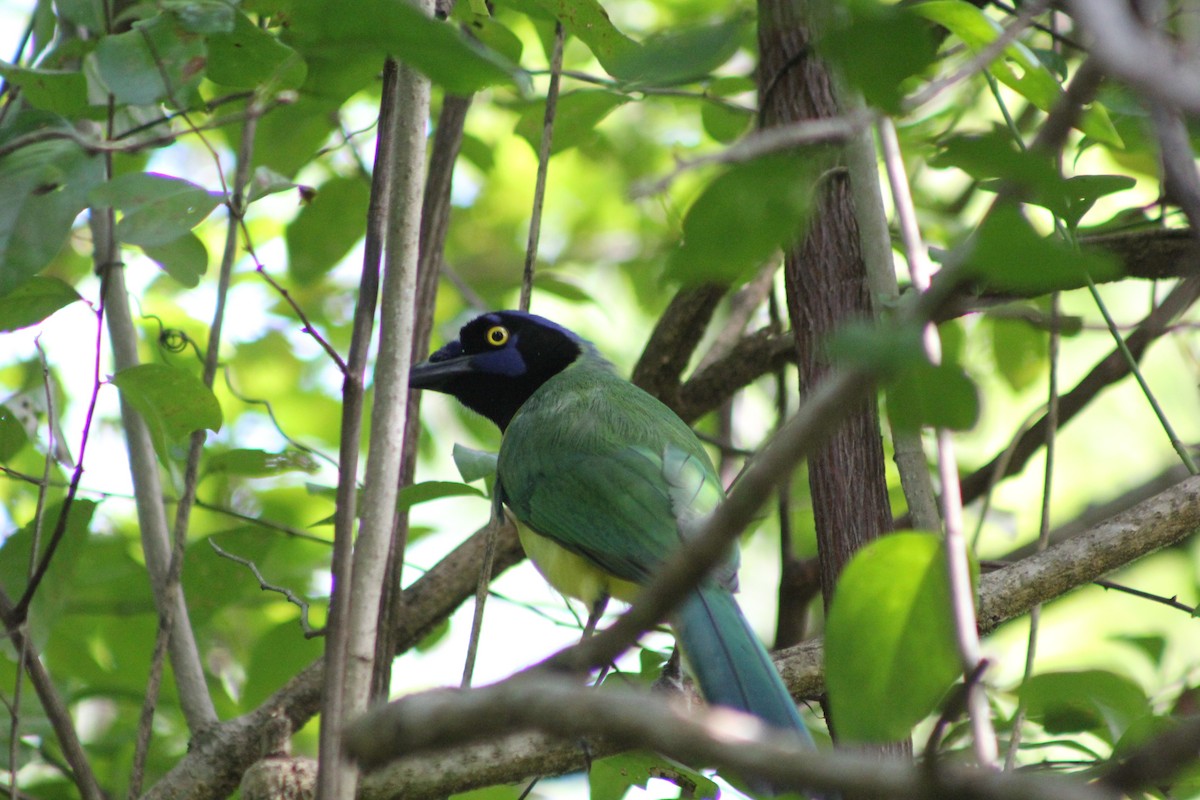 Green Jay - ML518673851