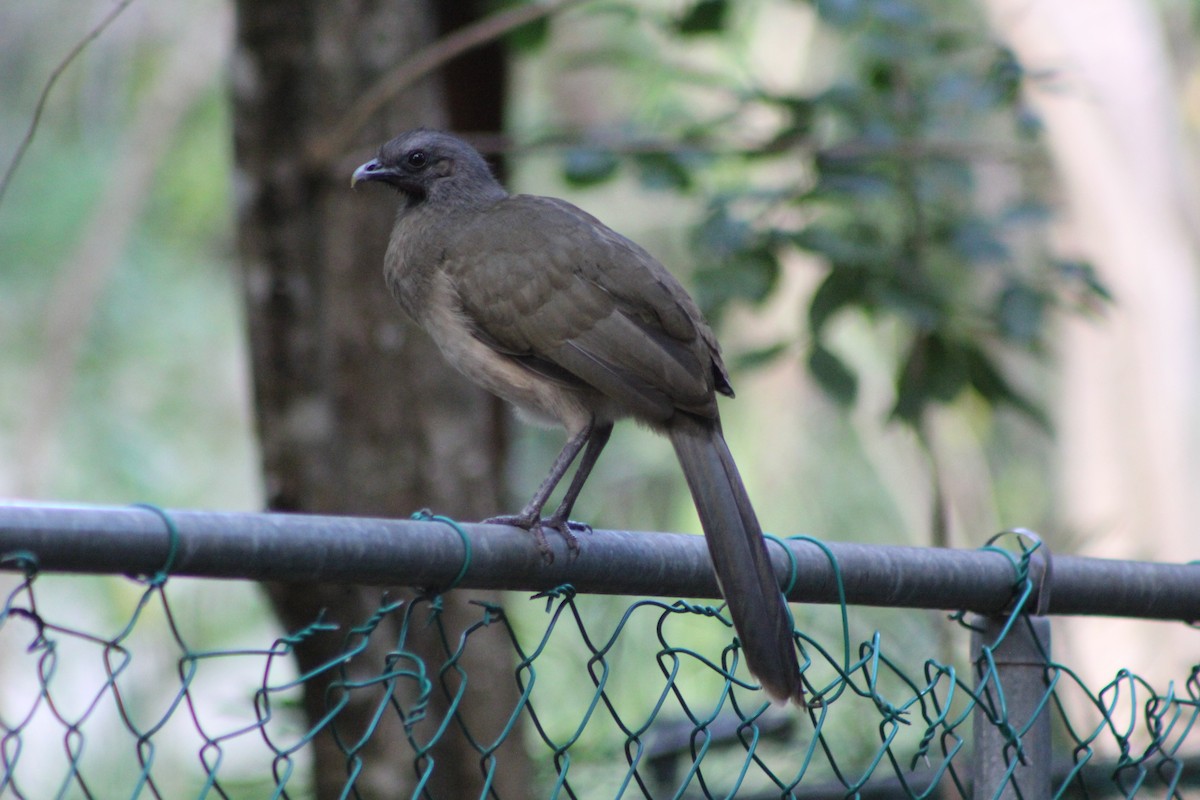 Plain Chachalaca - ML518674011