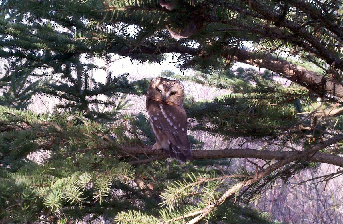 Northern Saw-whet Owl - Jim Miles