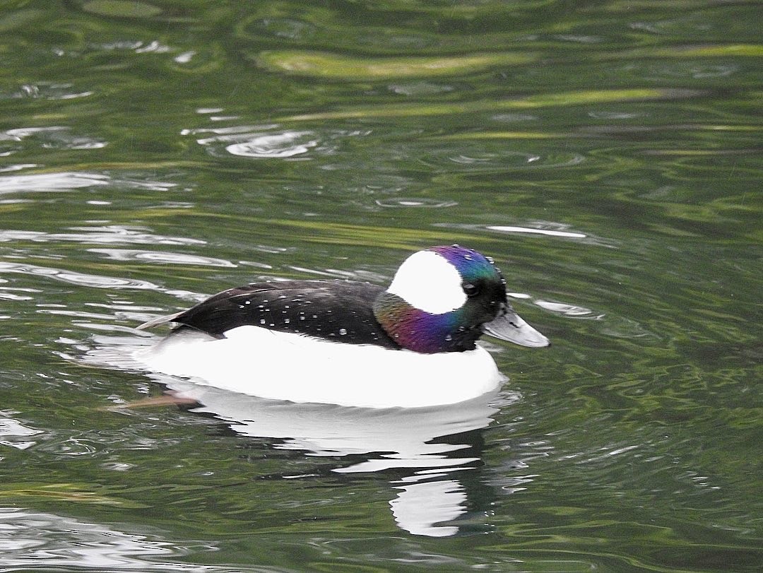 Bufflehead - ML518676731
