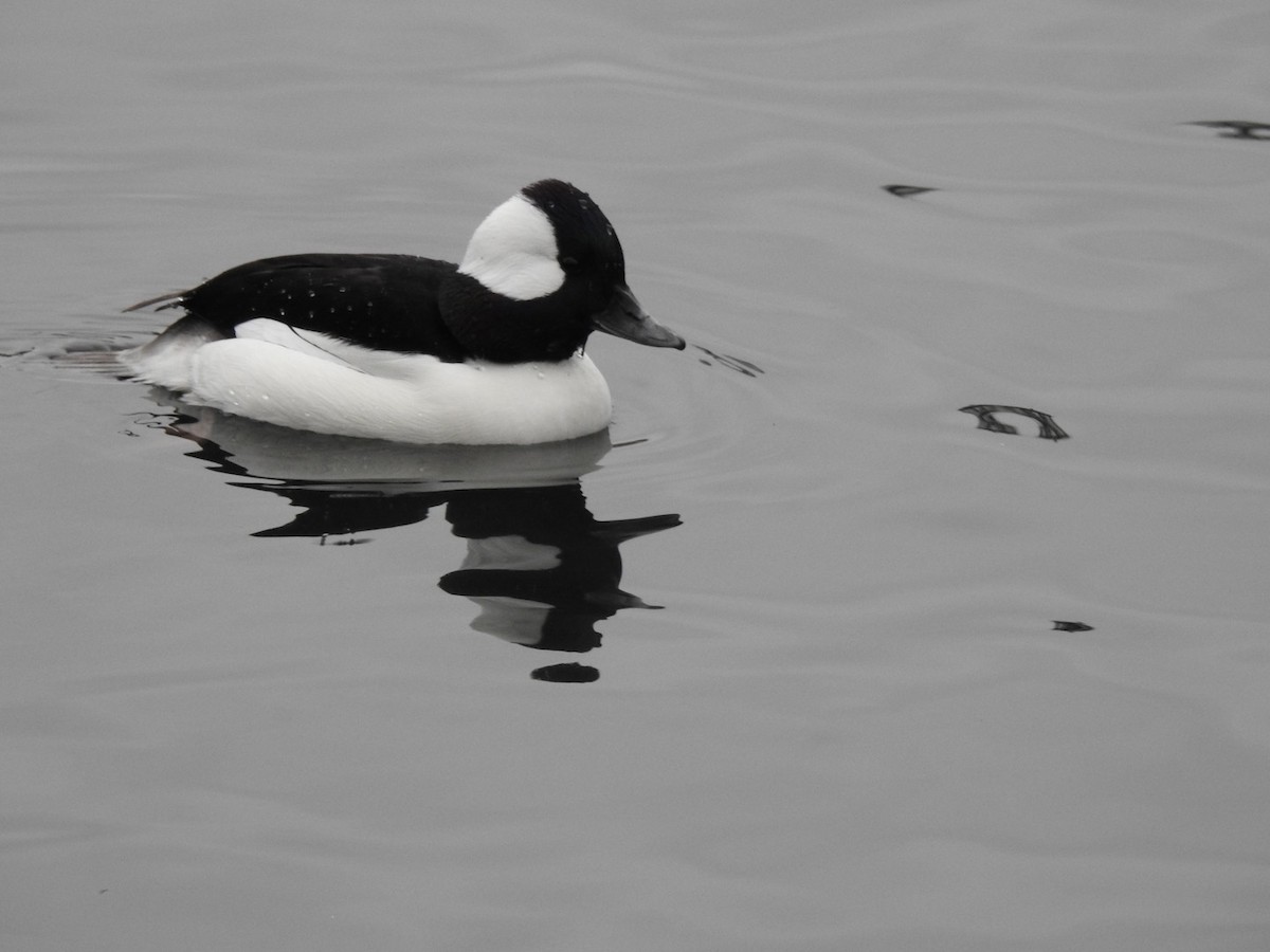 Bufflehead - ML518676751