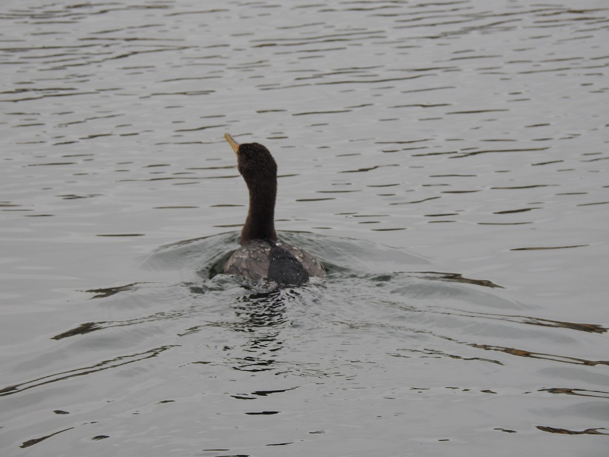 Double-crested Cormorant - ML518677001