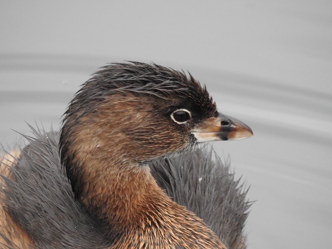 Pied-billed Grebe - ML518677131