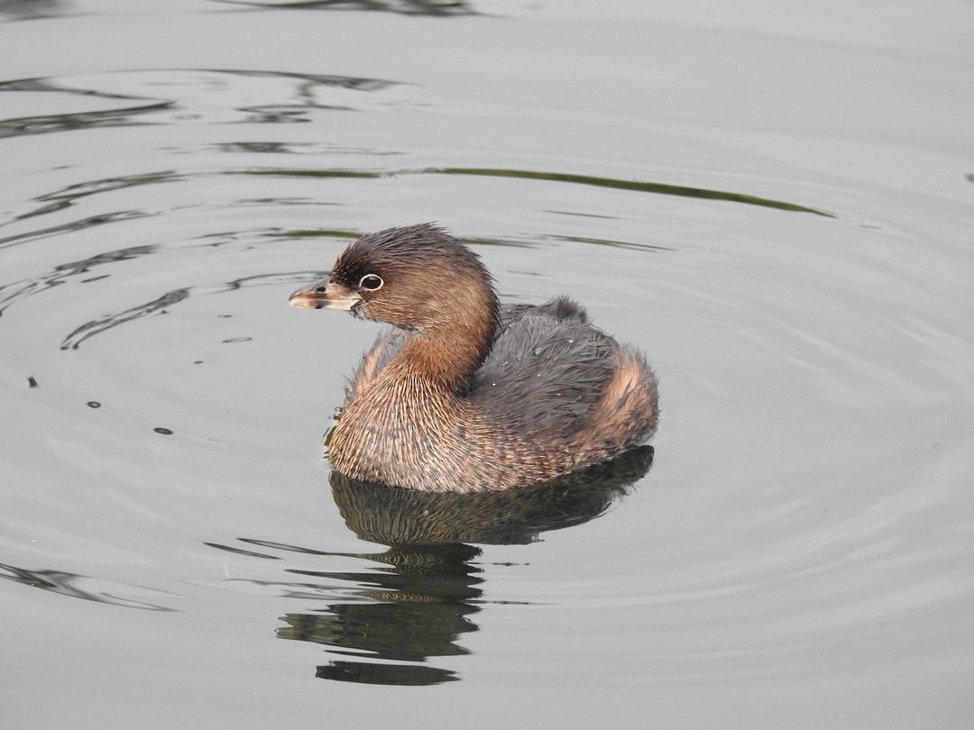 Pied-billed Grebe - ML518677151