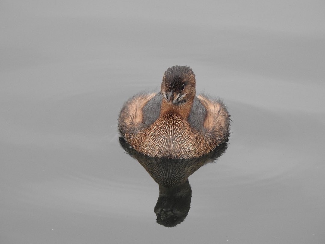Pied-billed Grebe - ML518677161