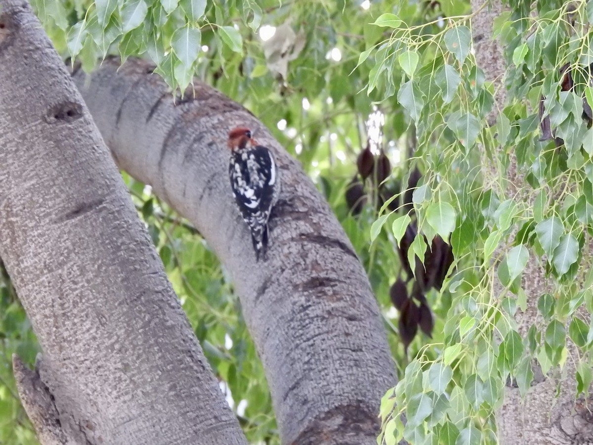 Red-breasted Sapsucker - ML518677821