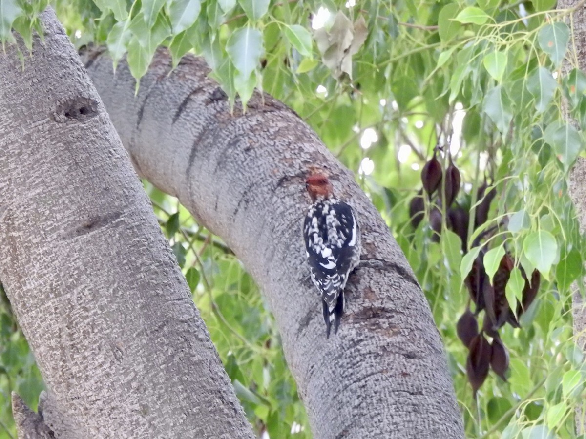 Red-breasted Sapsucker - ML518677831