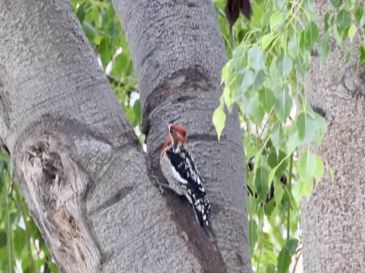 Red-breasted Sapsucker - ML518677841
