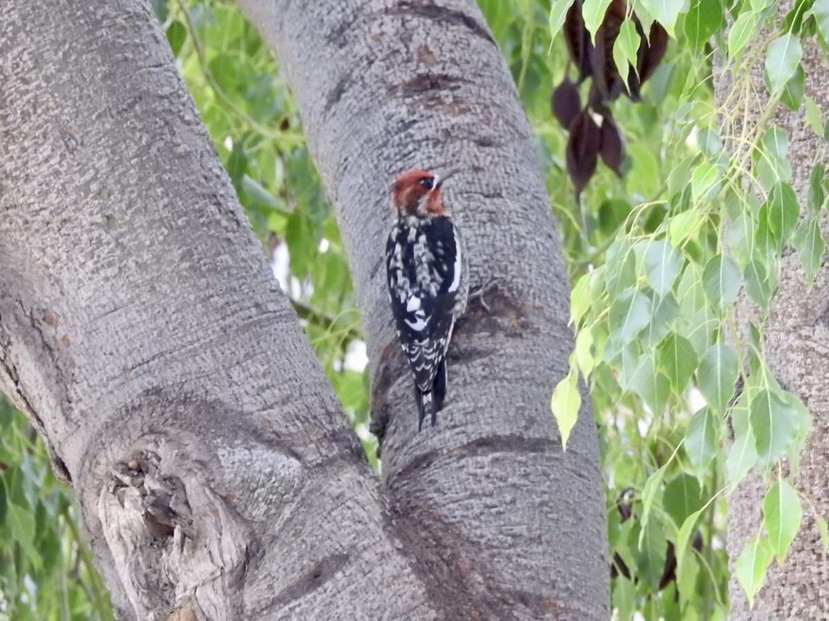 Red-breasted Sapsucker - ML518677851