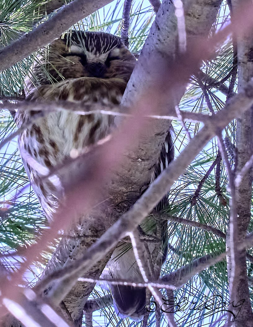 Northern Saw-whet Owl - ML518677941