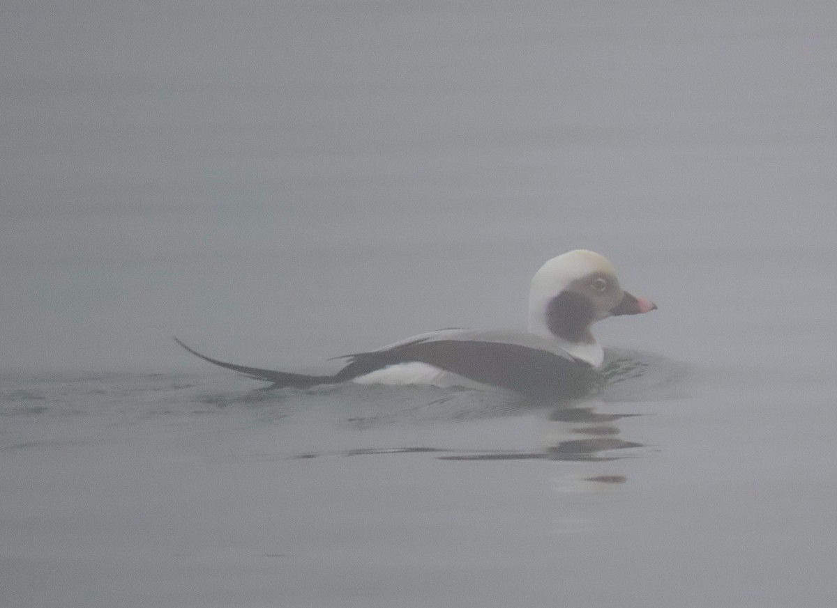 Long-tailed Duck - ML518679071