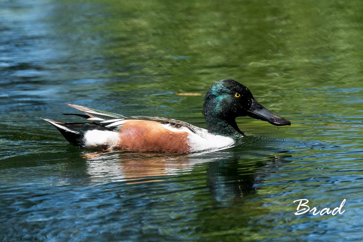 Northern Shoveler - ML51868041