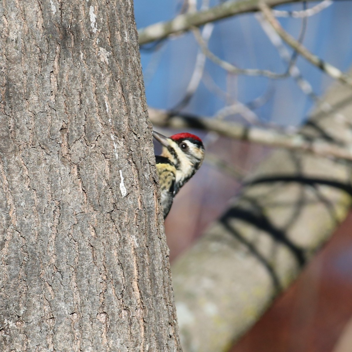 Yellow-bellied Sapsucker - ML518681001