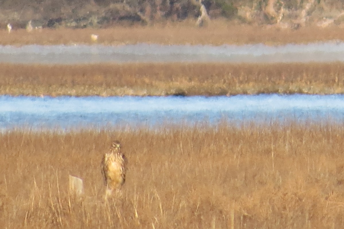 Northern Harrier - Robin Skinner