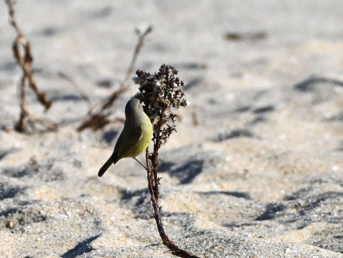 Orange-crowned Warbler (celata) - ML518682591