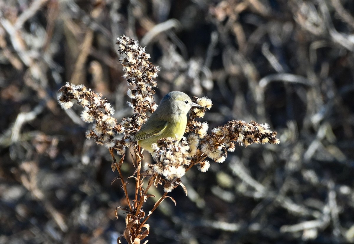 Orange-crowned Warbler (celata) - ML518682601