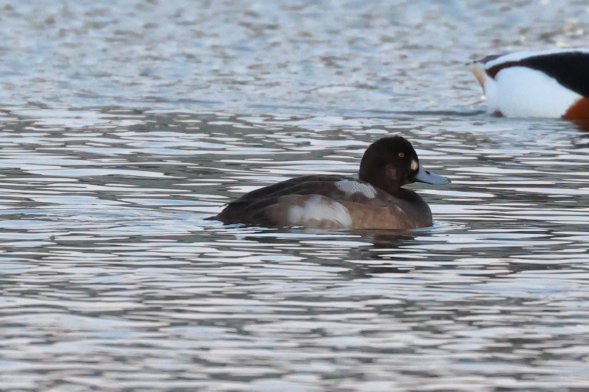 Greater Scaup - ML518683031