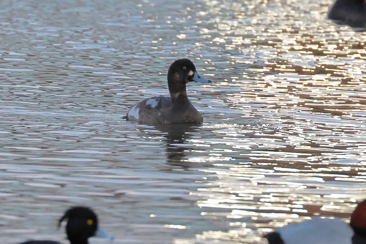 Greater Scaup - ML518683071