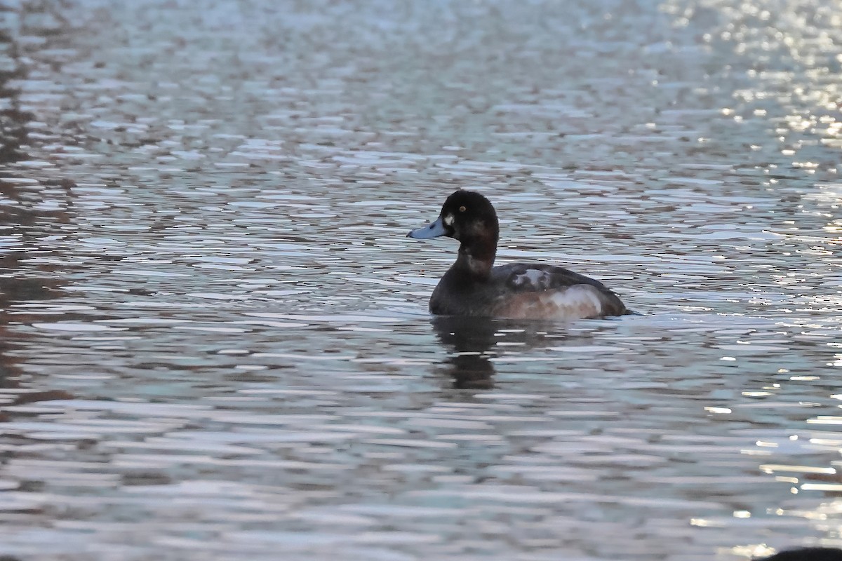 Greater Scaup - ML518683091