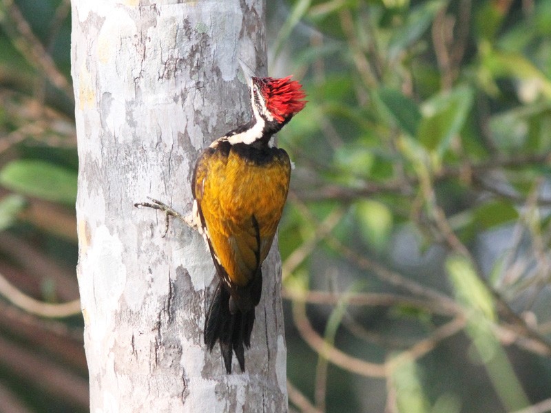 woodpecker sp. - ML51868331