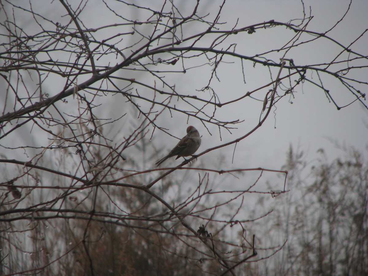 White-crowned Sparrow - ML518685391