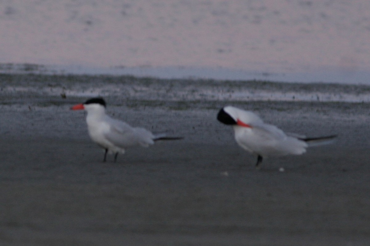 Caspian Tern - Wyatt Egelhoff