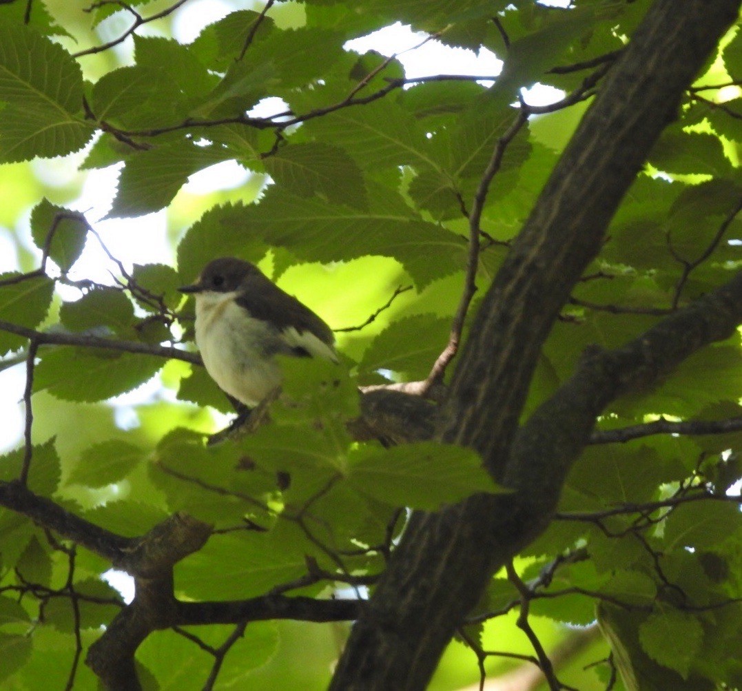 European Pied Flycatcher - Marilynn Goo