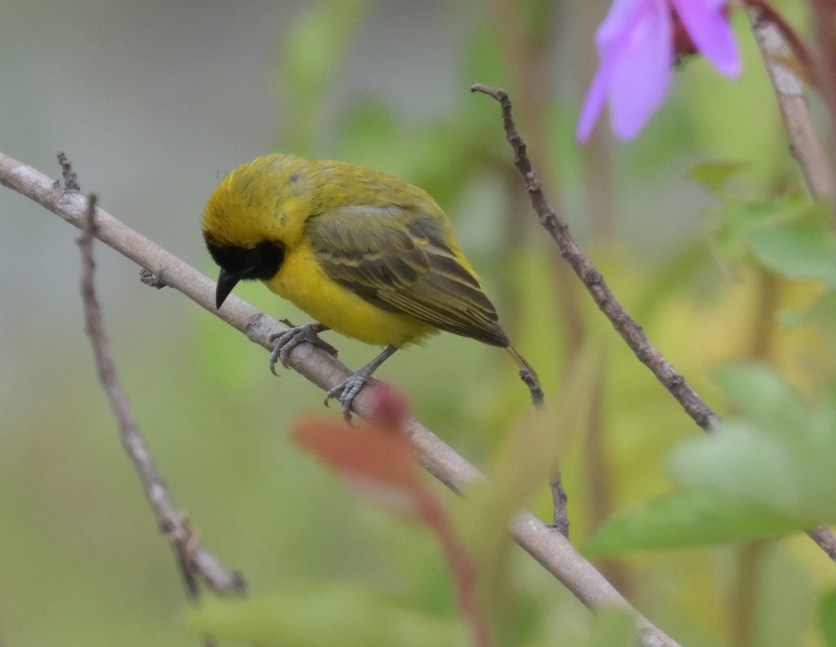 Slender-billed Weaver - ML518689741