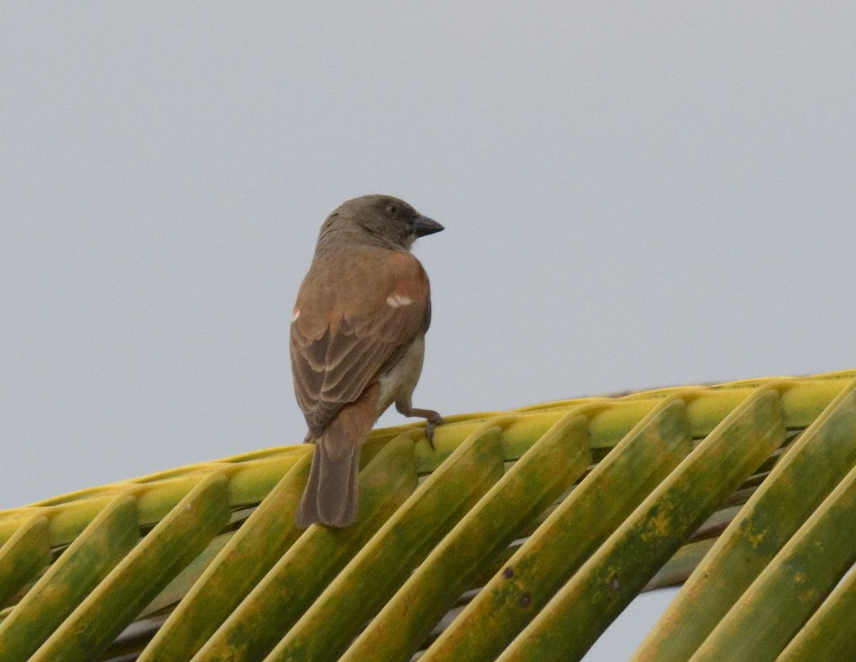 Northern Gray-headed Sparrow - ML518690951